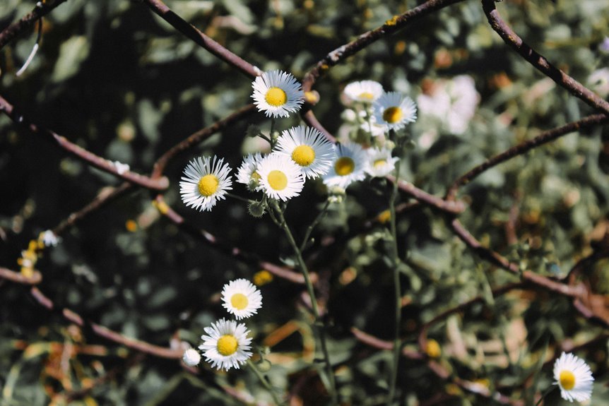 seo growth through link building